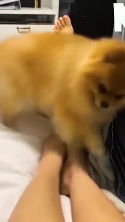 Dog taking a tumble, Gamba out of control #shorts