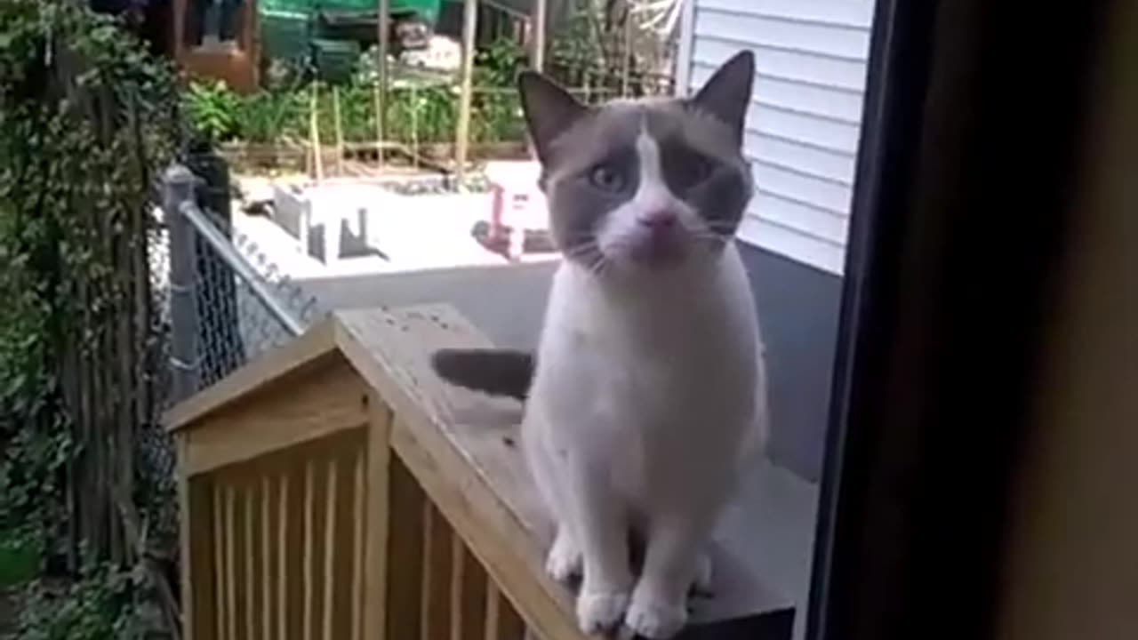 cat YOWLS to get inside