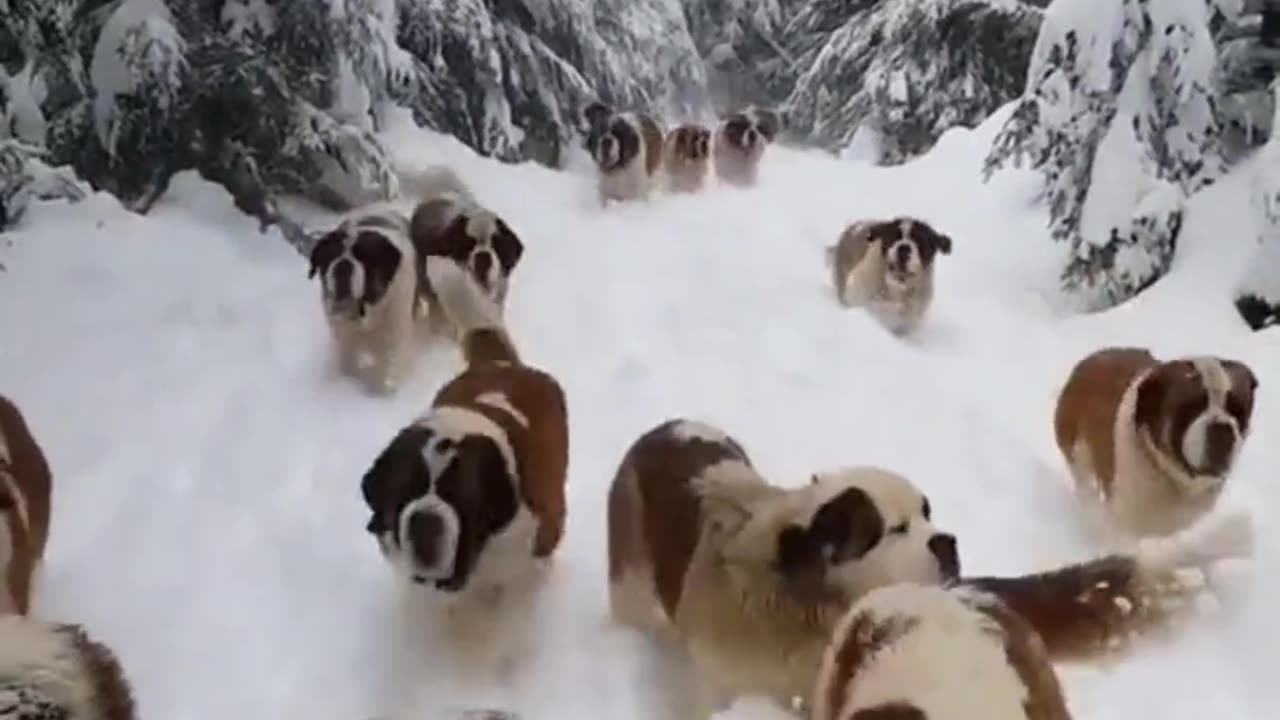 Cute dogs, funny dogs,dogs, dog