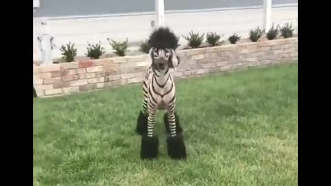 Baby zebra