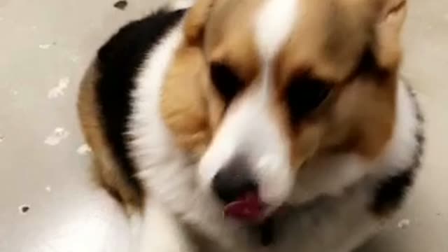 Fat corgi snapchat