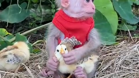 cute monkey