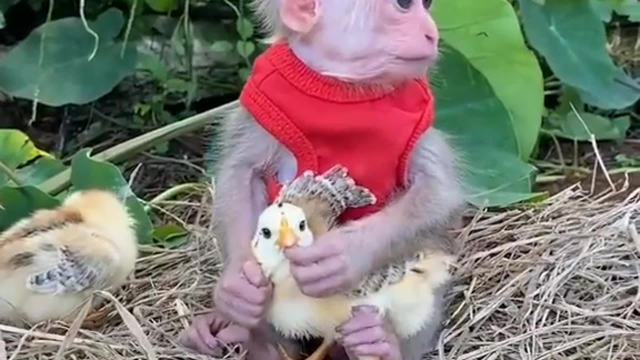 cute monkey