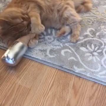 Artemis’ Xmas Burrito