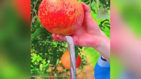 Cutting fruit