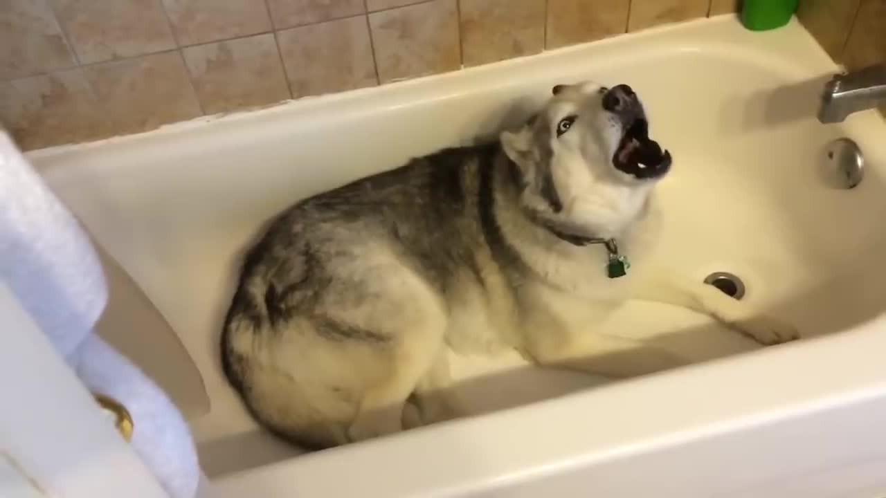 Stubborn Husky throws hilarious temper tantrum in the bathtub