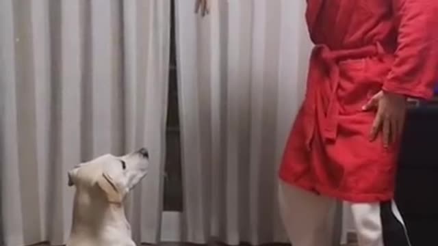 Dog Reaction • Curiquitaca Challenge With Dog