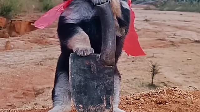 Kung fu dog