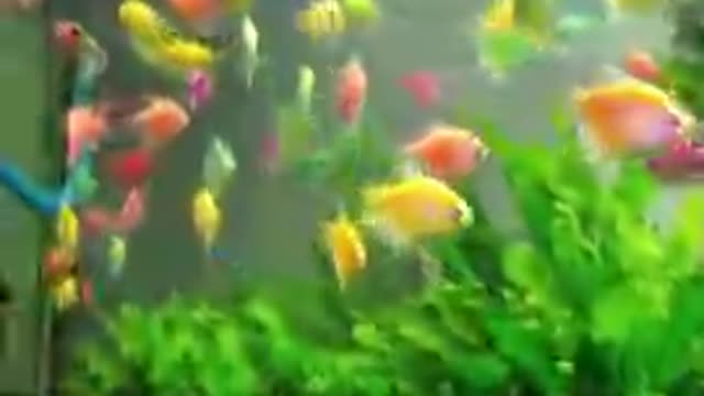 What are GloFish - freshwater aquarium fish