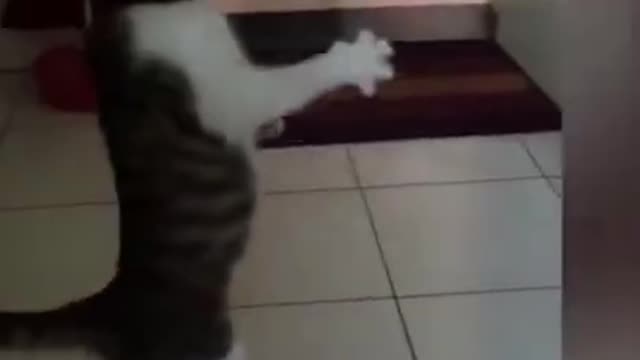 Cat funny movements #shorts