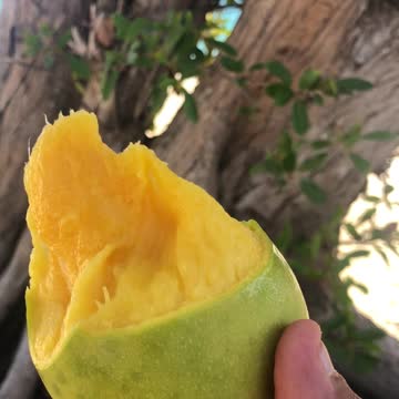 Eating mango in vieques Puerto Rico beach
