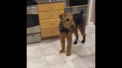 Cute and Funny Cat Dog