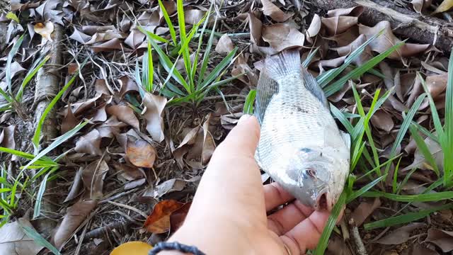 see the goldfish we caught