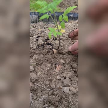 Tomato Planting - #VictoryGarden21