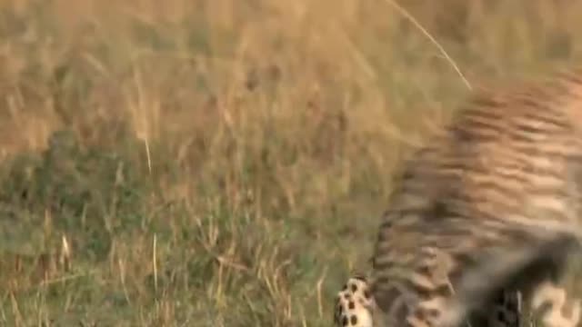 Leopard looking for food