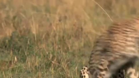 Leopard looking for food