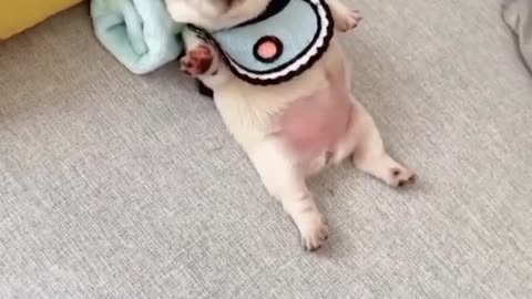 PUPPY SLEEPS IN A VERY SWEET WAY