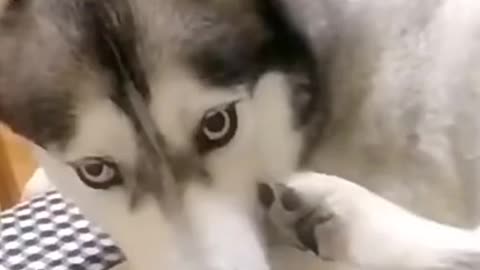 Hahaha Soo Funny Moment of My Cute Husky Dog | Funny Dogs Videos