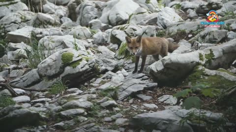 Information about | Fox | Teacher Aide | English | Endangered |Australia