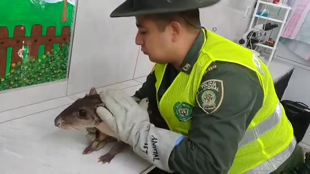 Chigüiro rescatado