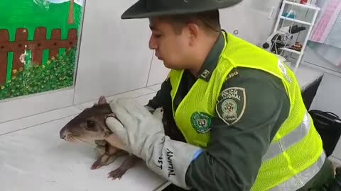 Chigüiro rescatado