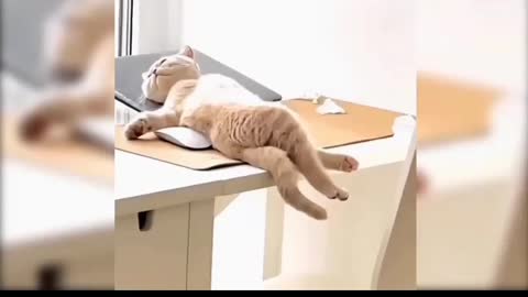 A cute cat sleeping on the table