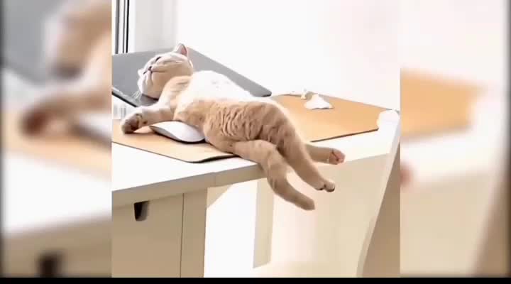 A cute cat sleeping on the table