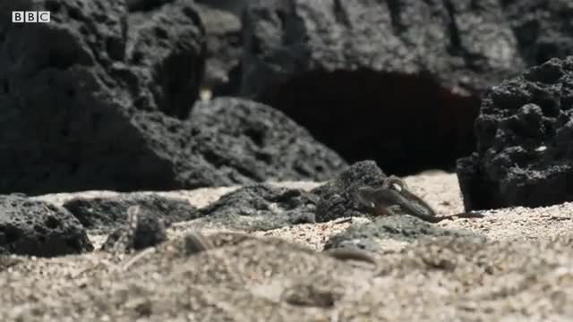 Iguana vs Snakes