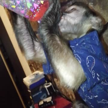 Мирошка научился сам пить из бутылочки