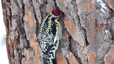 Woodpecker Bird black Red white yellow Animal World