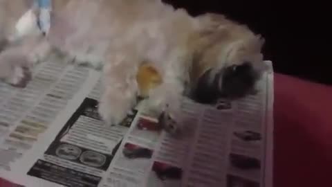 Dog sleeps with a chick