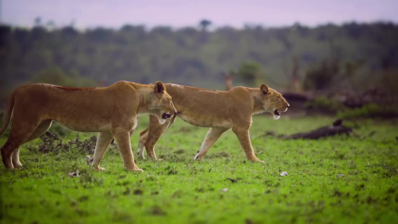 Pair of Lionesses Walking Together