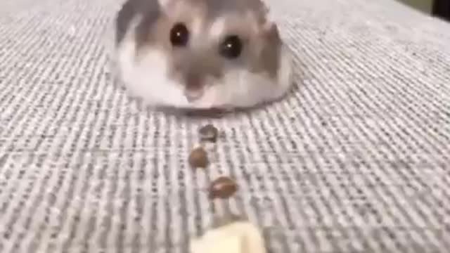 Funny hamsters