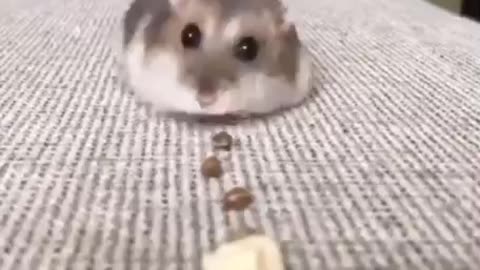 Funny hamsters