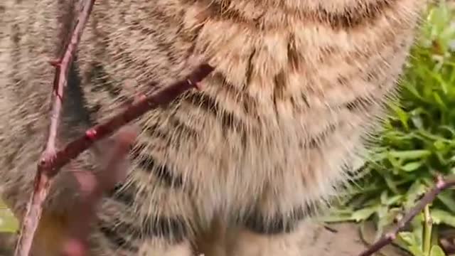 Cute Cat