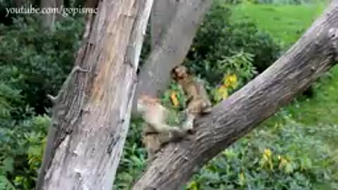 Funny monkey