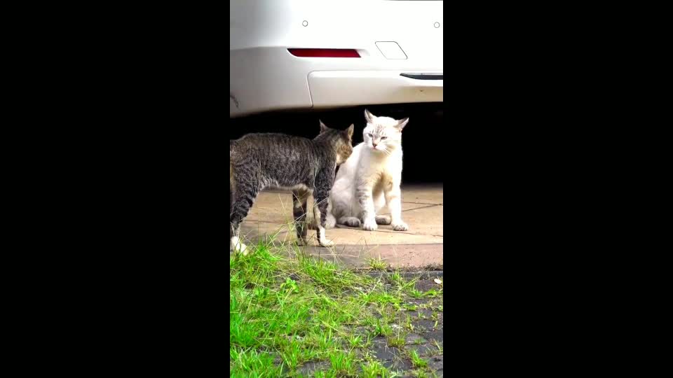 Two real cat fight compilation