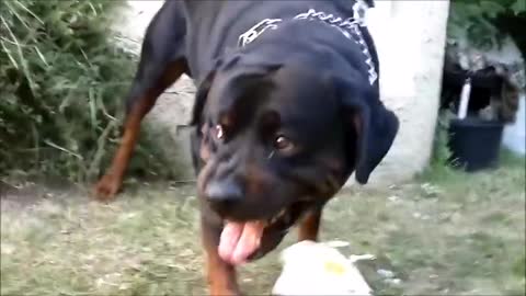 Angry Rottweiler