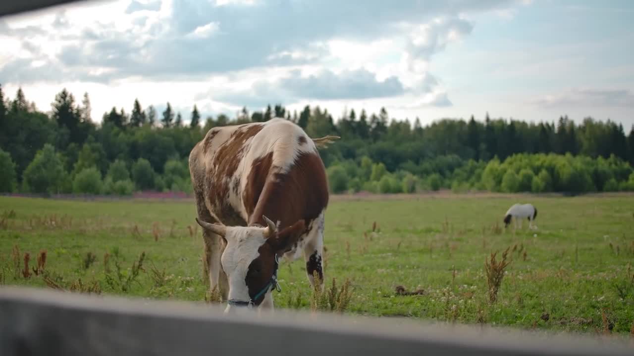 Cows grazing in enclosure on farm