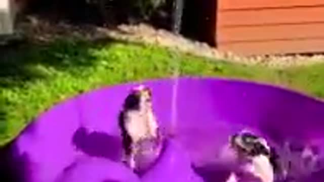 You'll never be as happy as these pups right here! So awesome!