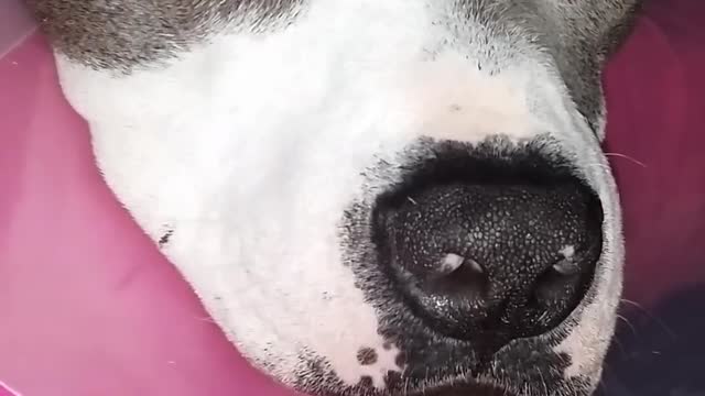 Pit Bull tiene una pesadilla extremadamente vívida