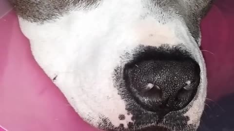 Pit Bull tiene una pesadilla extremadamente vívida