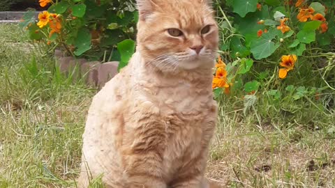 Lion in the yard