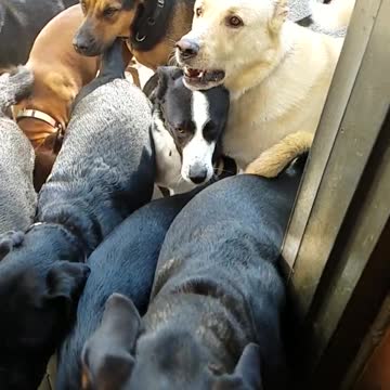 Épica estampida perruna en cámara lenta a través de la puerta