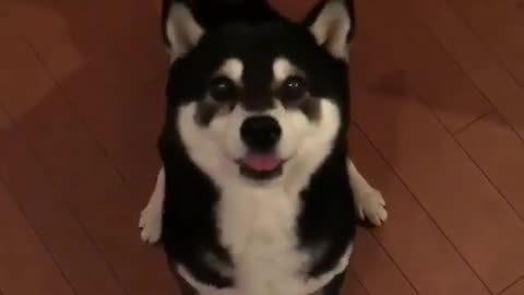 Cute corgi, looking forward to the owner's hug!