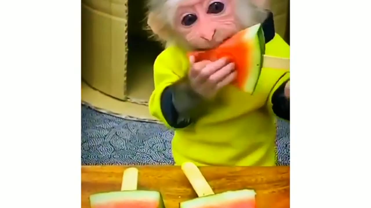 Monkey Funny Compilation Videos 2024 _ Funny Monkey Videos😂