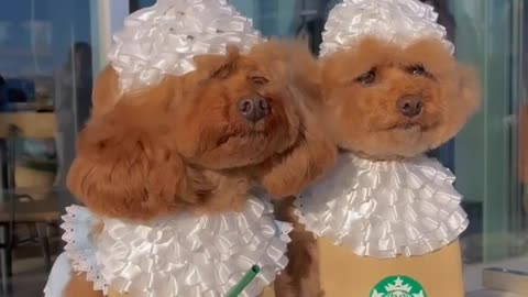 Funny cute dog prank videos