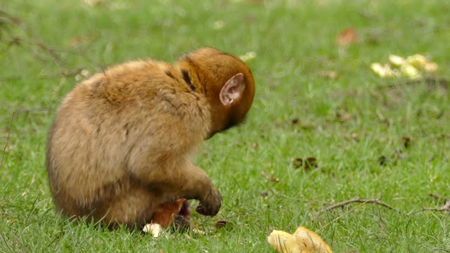 How a monkey eats bread