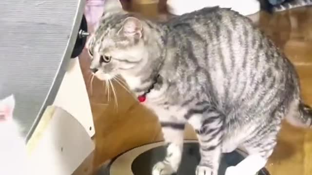 Vacuum cleaner machine cat playing with