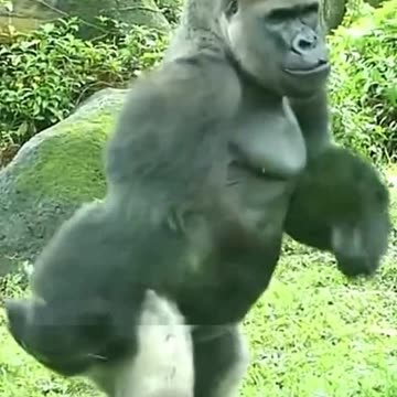 Funny Monkeys make me Happy